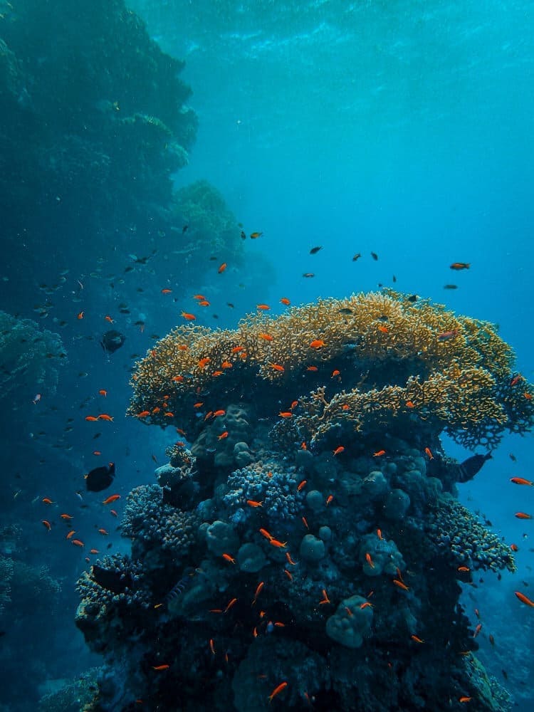 vertical-shot-small-colorful-fish-swimming-around-beautiful-corals-sea